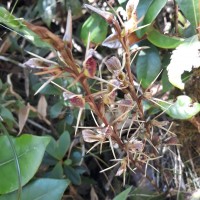 Cryptostylis arachnites (Blume) Hassk.